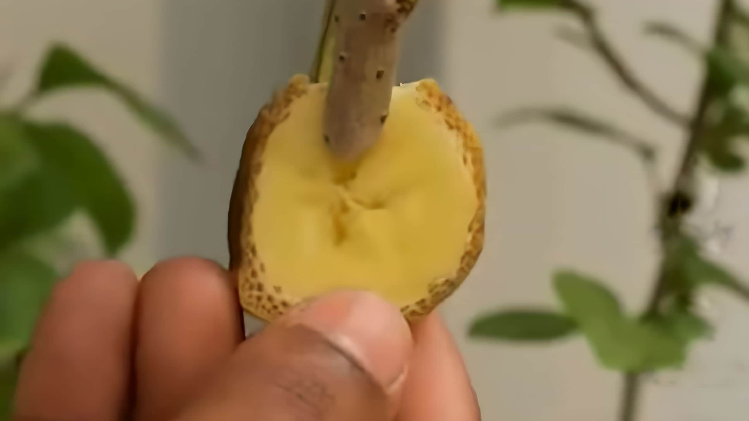 Rebanada de plátano en una ramita