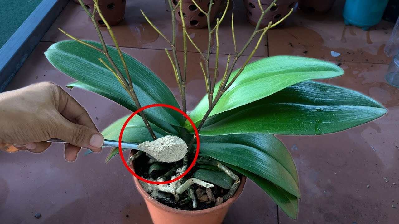 Cucharadita en la planta