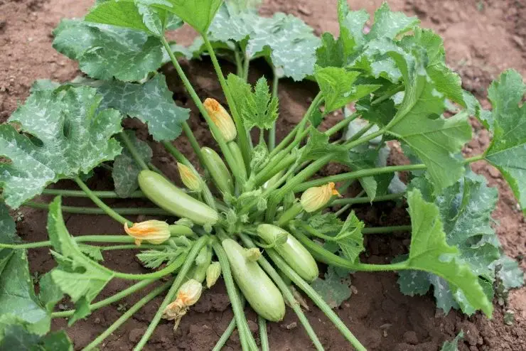 Calabacín: para una cosecha grande, ¡nunca los plantes cerca de estos cultivos! – Mis Consejos Jardinería