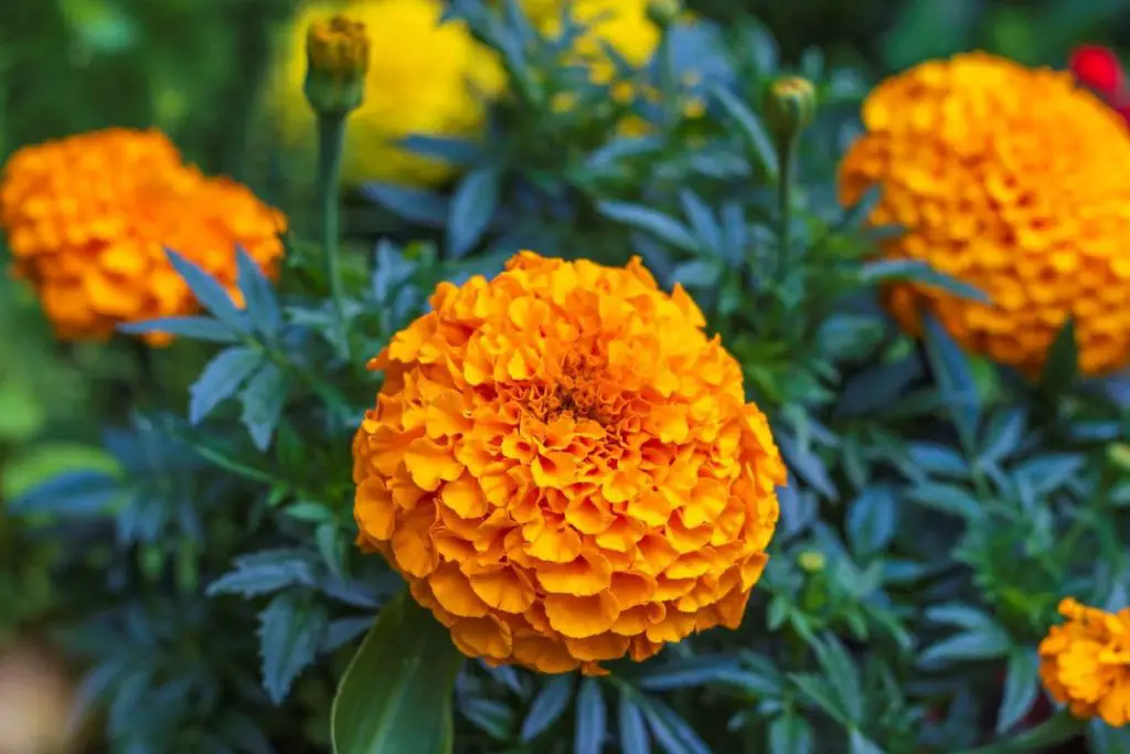 Caléndula: estas son las razones por las que definitivamente deberías cultivarla en casa – Mis Consejos Jardinería