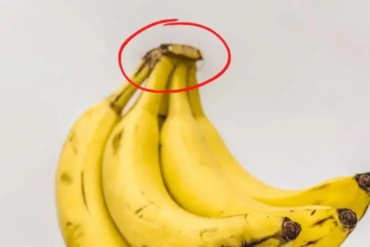 Cáscara de plátano: ¡no la desperdicies! Vale su peso en oro – Mis Consejos Jardinería
