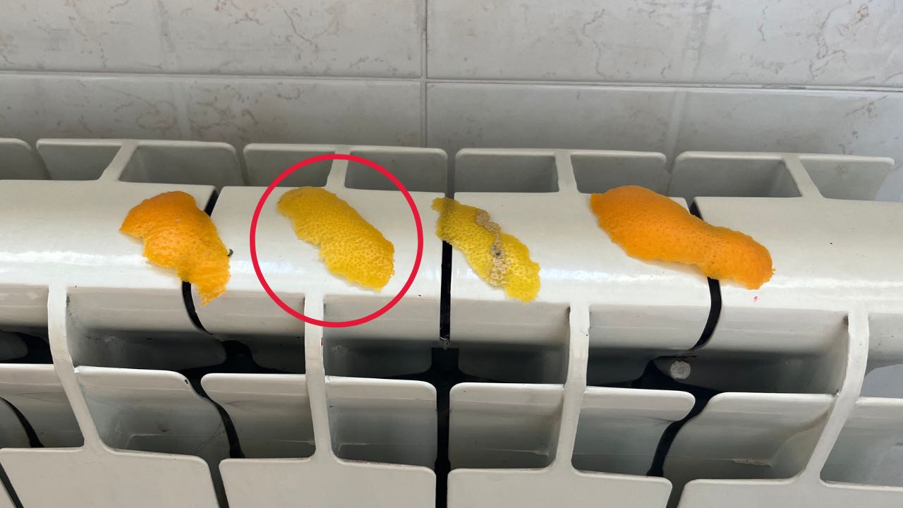 cáscaras de cítricos