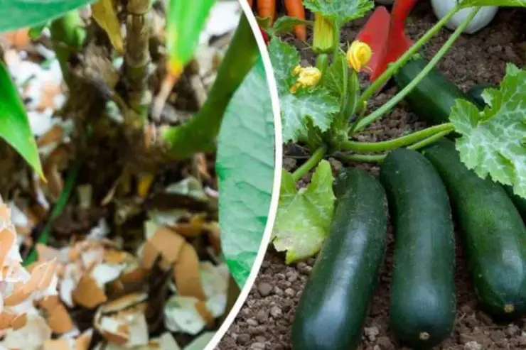 Cáscaras de huevo: utilízalas en el huerto. Aquí está el truco genial de los jardineros – Mis Consejos Jardinería