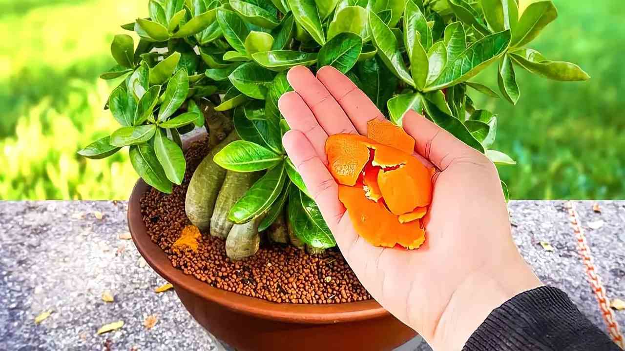 cáscaras de naranja
