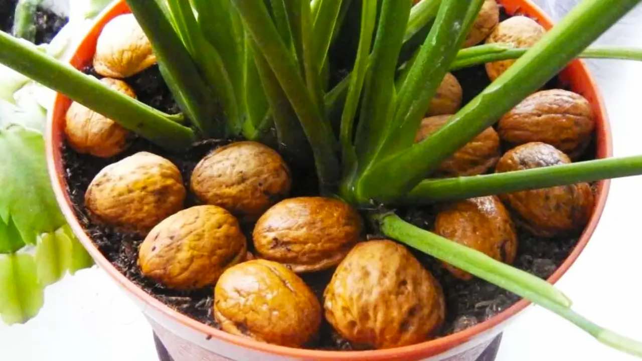 maquillaje de nueces