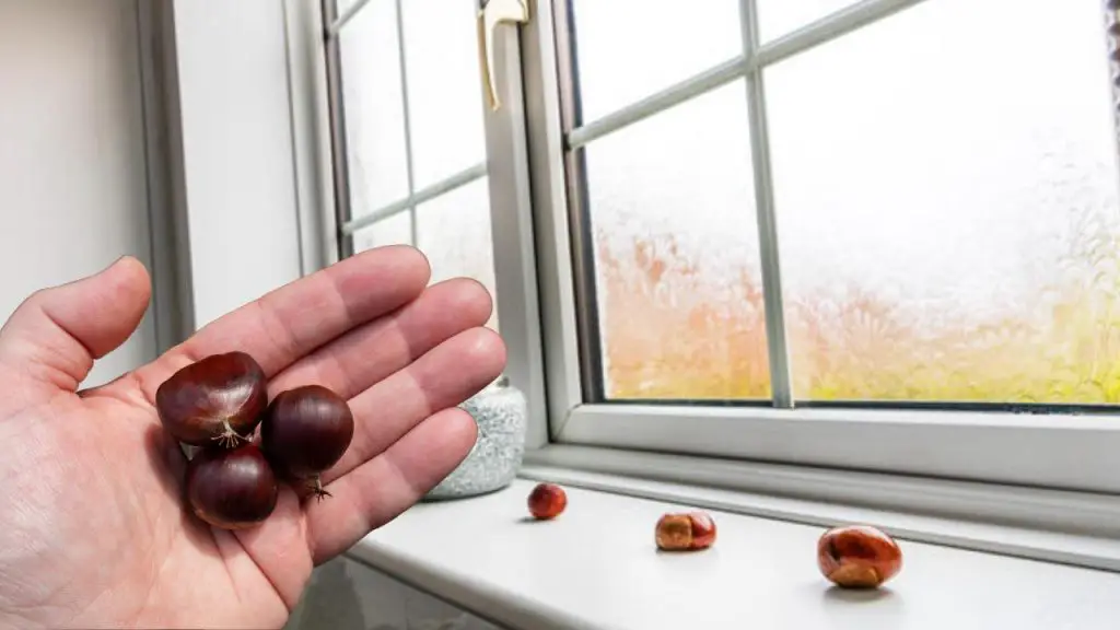 Castañas frente a las ventanas, colóquelas en el alféizar de la ventana: resuelve un gran problema – Mis Consejos Jardinería