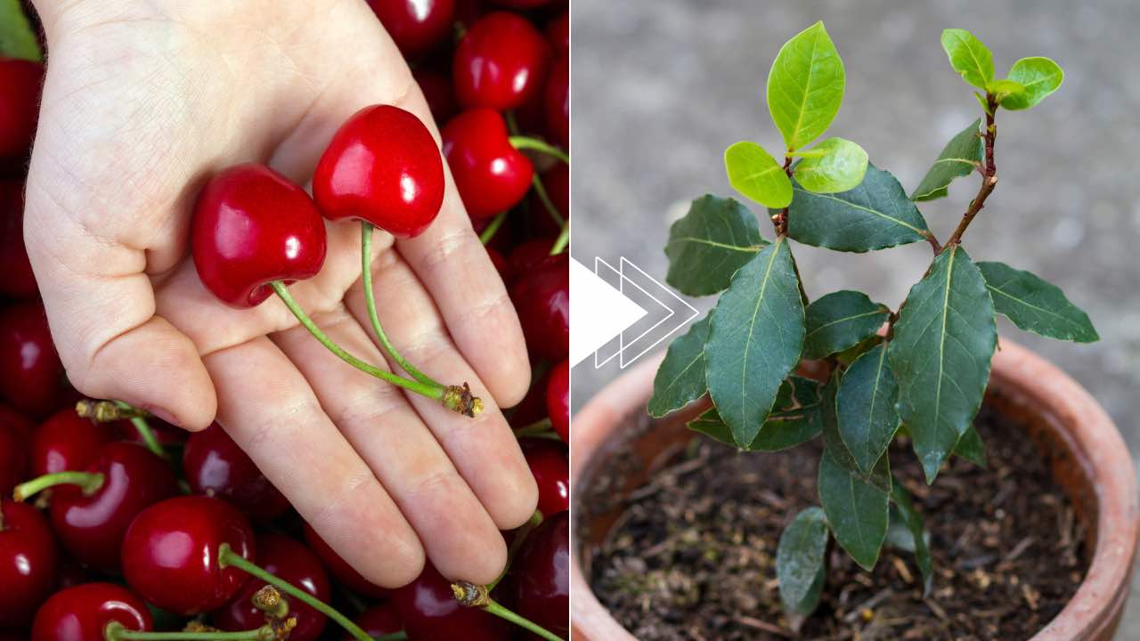 Cerezas y plántulas