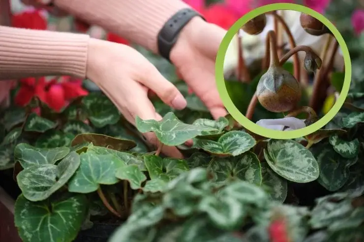 Ciclamen: ¿Alguna vez has notado las bolas blancas en el jarrón? ¡Te explico qué son y qué hacer! – Mis Consejos Jardinería