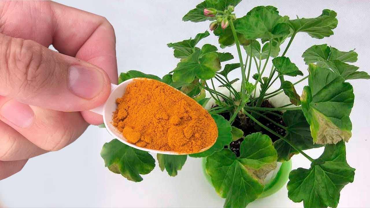 Cuchara debajo de la flor