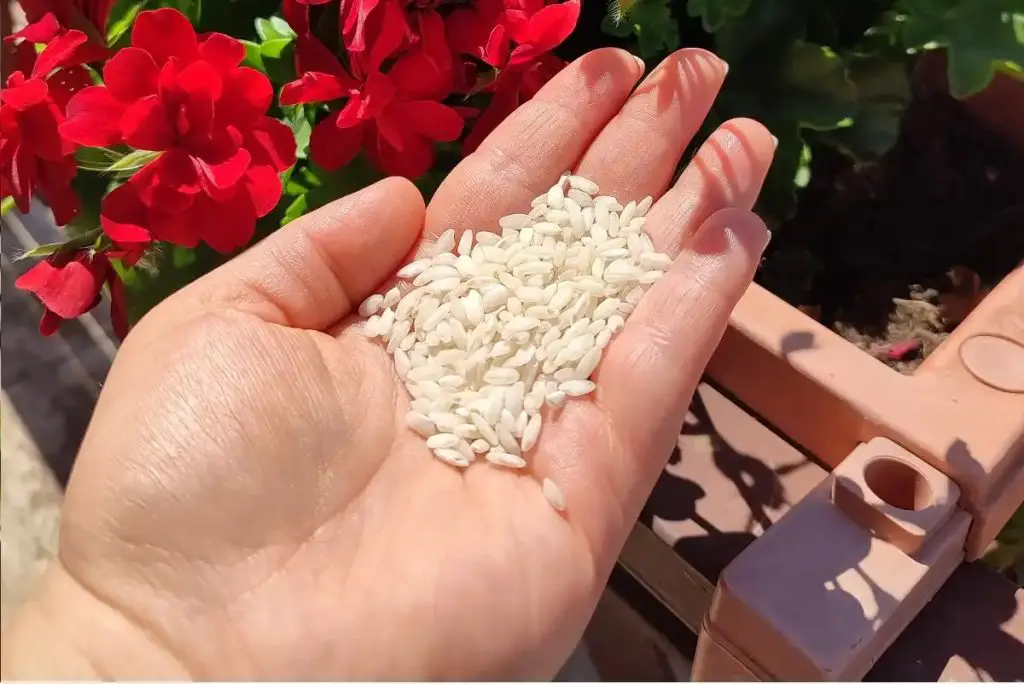 Cómo abonar tus plantas y flores con arroz: resultados sorprendentes en poco tiempo – Mis Consejos Jardinería