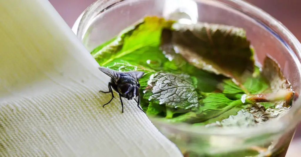 Cómo alejar las moscas con un frasco – Mis Consejos Jardinería
