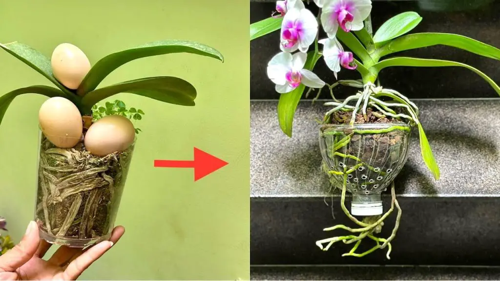 Cómo alimentar adecuadamente a las orquídeas: el método con cáscaras de huevo. – Mis Consejos Jardinería