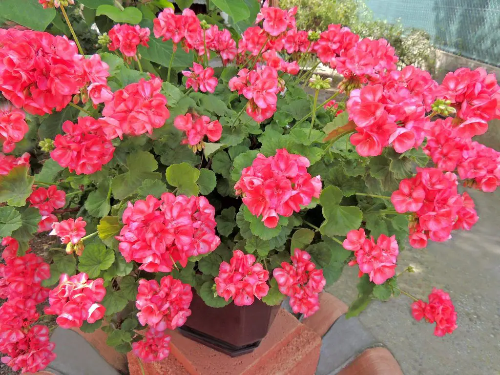 Cómo alimentar geranios en la primavera. – Mis Consejos Jardinería