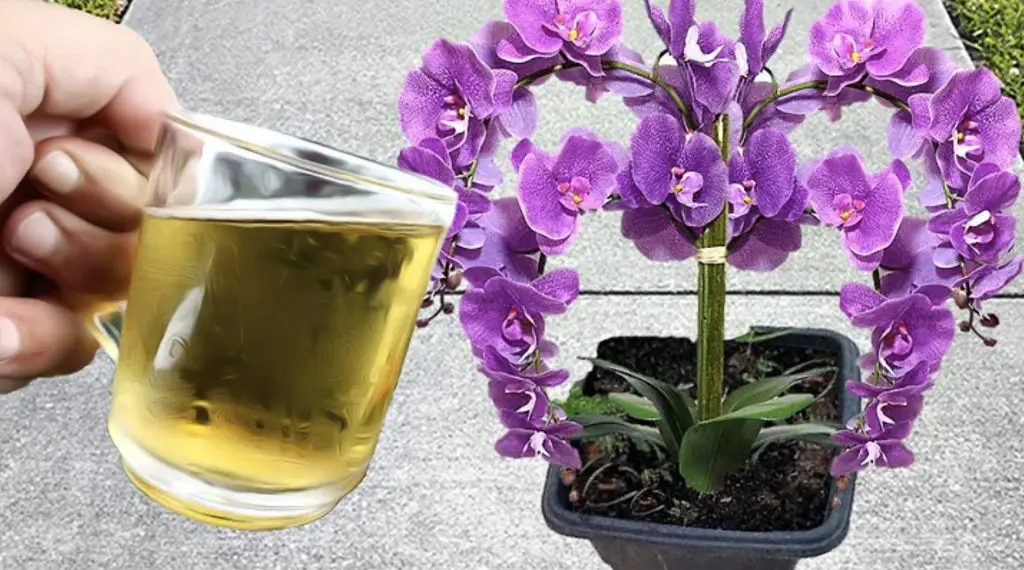 Cómo alimentar orquídeas con ingredientes naturales: el método fácil y efectivo – Mis Consejos Jardinería