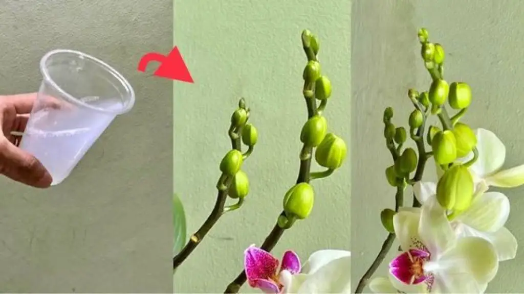 Cómo alimentar orquídeas con ingredientes naturales. – Mis Consejos Jardinería