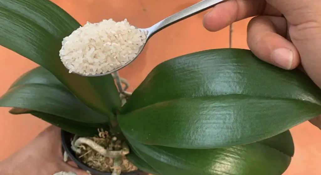 Cómo alimentar orquídeas: el método con dos ingredientes naturales. – Mis Consejos Jardinería