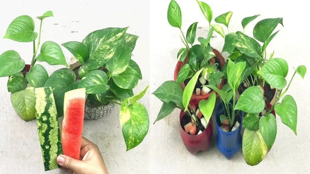 Cómo alimentar orquídeas: el método natural y efectivo. – Mis Consejos Jardinería
