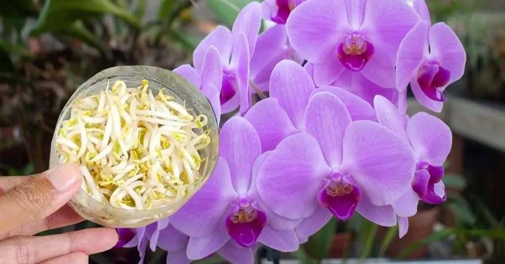 Cómo alimentar plantas con brotes de frijol. – Mis Consejos Jardinería