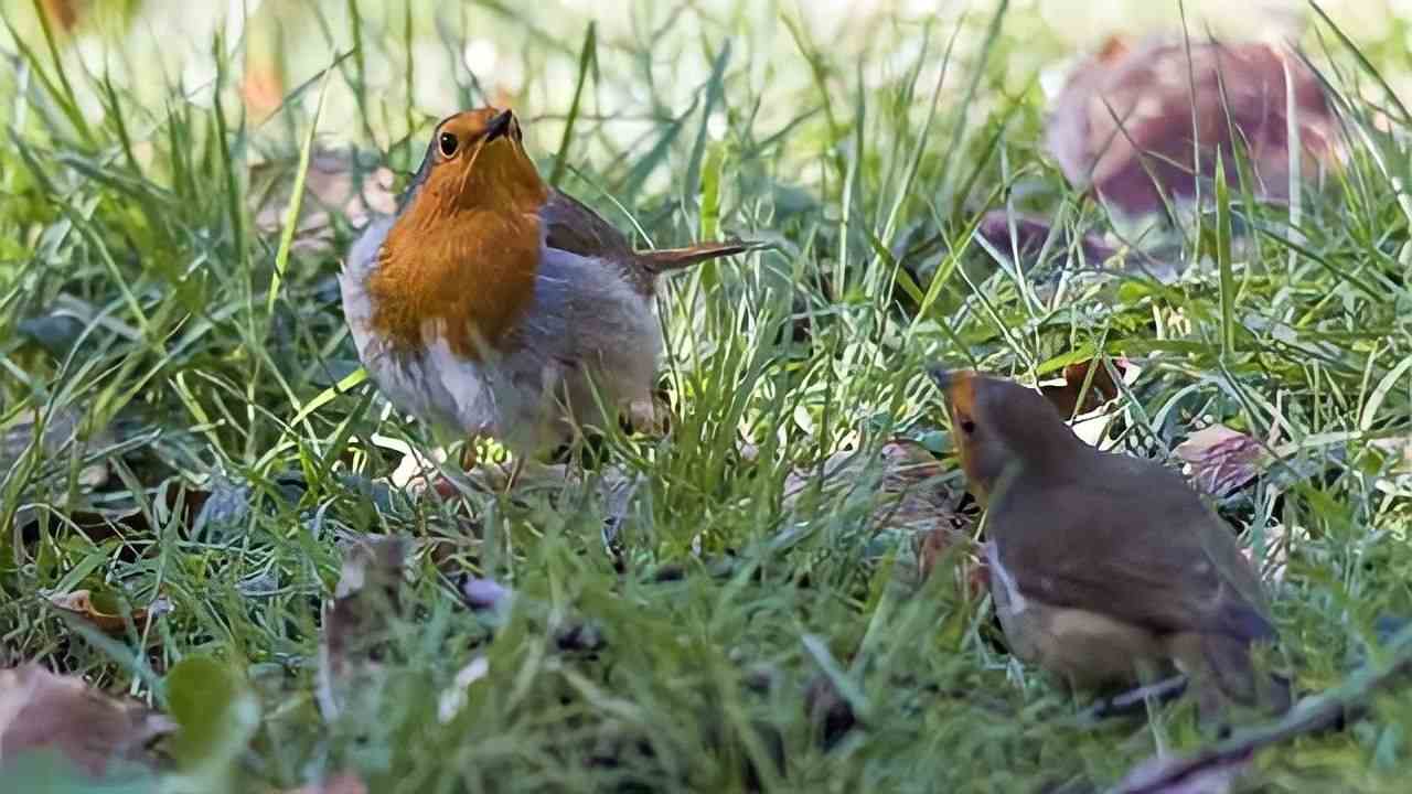 Petirrojos en invierno
