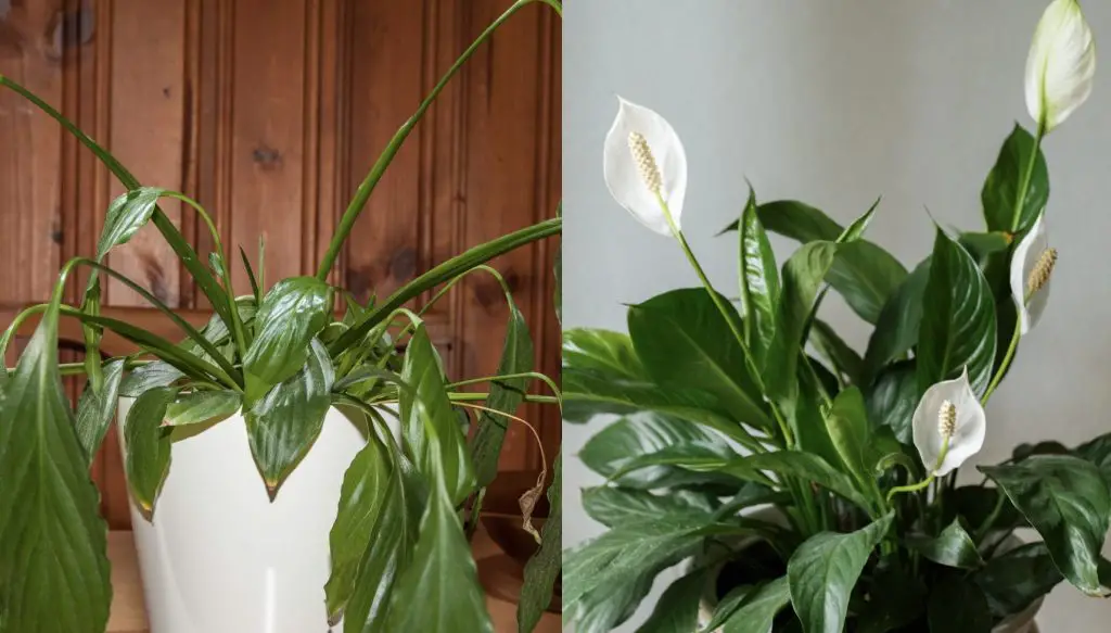 Cómo aumentar la floración de Spathiphyllum – Mis Consejos Jardinería