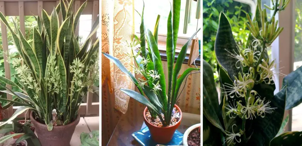 Cómo ayudar a la sansevieria a crecer más rápido – Mis Consejos Jardinería