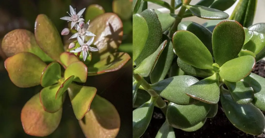 Cómo crecer y hacer florecer el árbol de jade. – Mis Consejos Jardinería