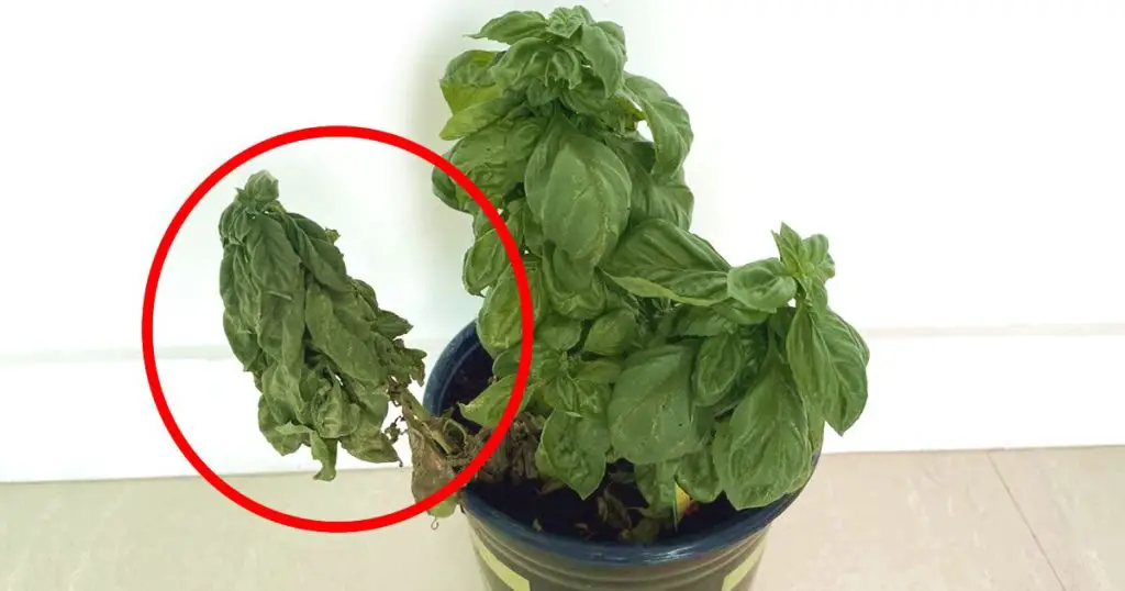 Cómo cuidar adecuadamente las plantas: los errores más comunes en jardinería. – Mis Consejos Jardinería