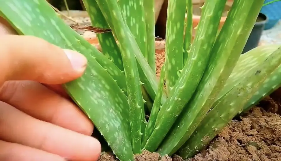 Cómo cuidar el aloe vera en el calor – Mis Consejos Jardinería
