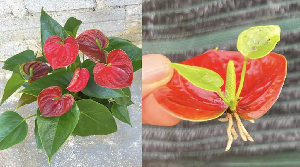 Cómo cuidar el anthurium: 6 cosas que debes saber – Mis Consejos Jardinería