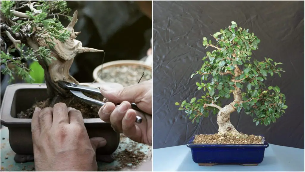 Cómo cuidar el bonsái en casa: 4 cosas que debes saber absolutamente – Mis Consejos Jardinería