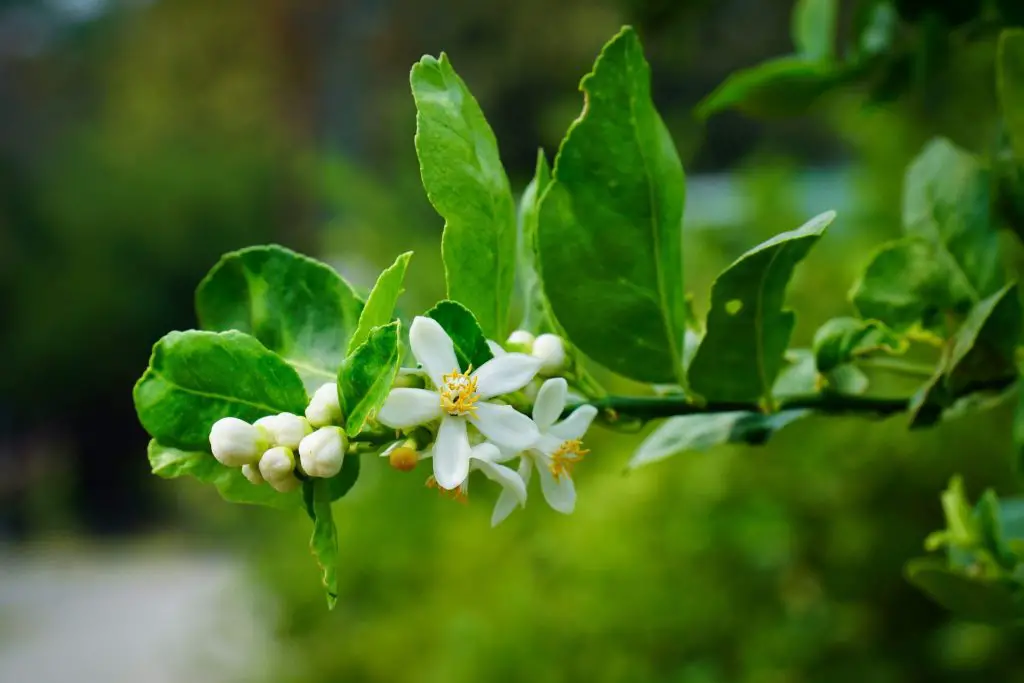 Cómo cuidar la planta de limón cuando comienza a florecer. – Mis Consejos Jardinería