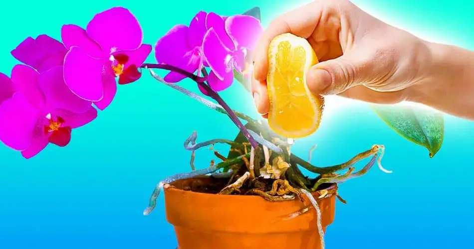 Cómo cuidar las orquídeas con jugo de limón. – Mis Consejos Jardinería