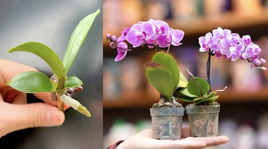 Cómo cuidar las orquídeas: el método con agua de cocción de arroz. – Mis Consejos Jardinería