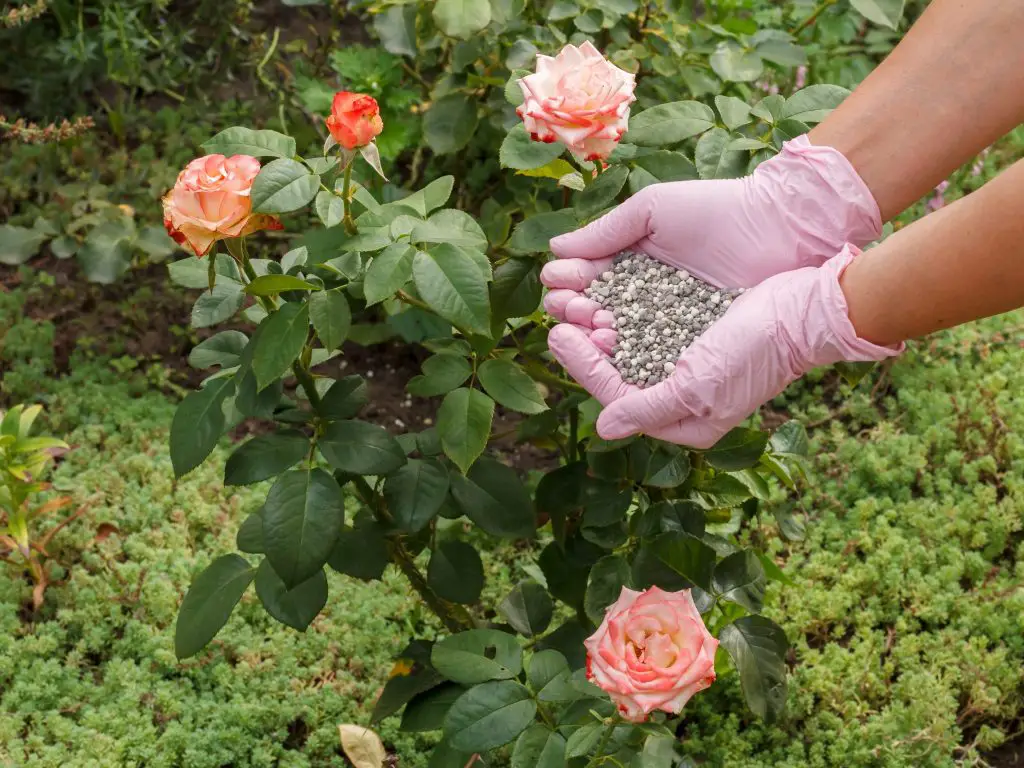 Cómo cuidar las rosas en el balcón para tener una floración más exuberante – Mis Consejos Jardinería