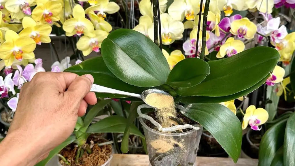 Cómo cuidar una orquídea moribunda: el método natural con canela – Mis Consejos Jardinería