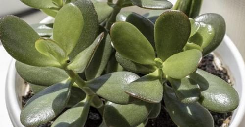 Cómo cultivar Crassula ovata, la suculenta que según el Feng Shui trae suerte y prosperidad – Mis Consejos Jardinería
