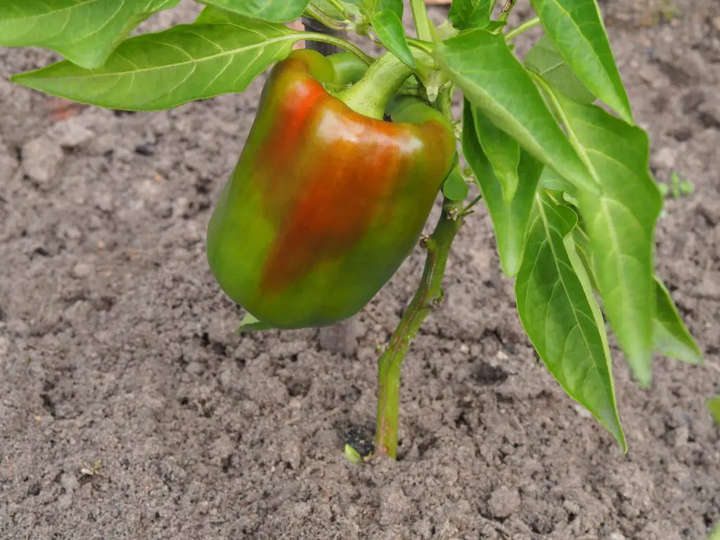 Cómo cultivar adecuadamente pimientos en macetas. – Mis Consejos Jardinería