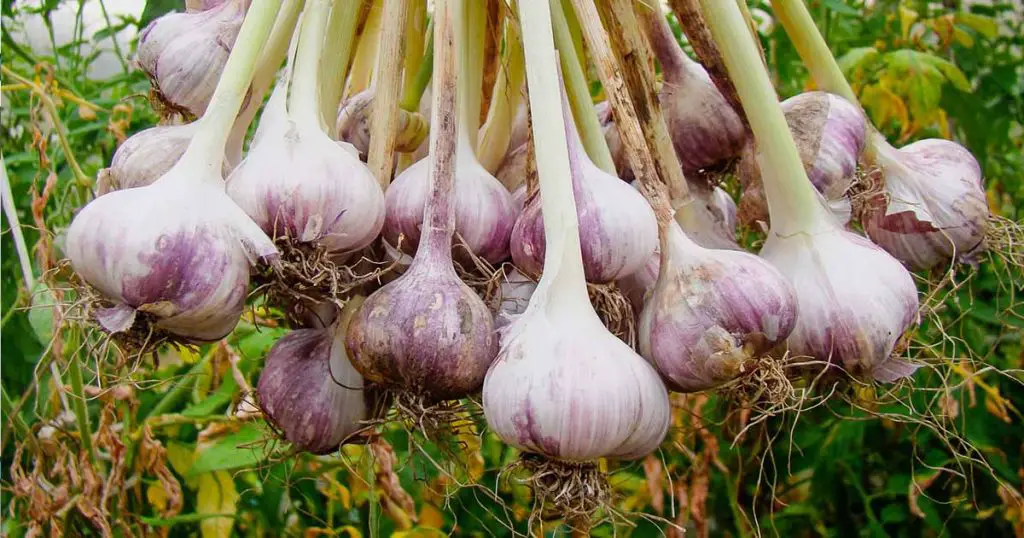 Cómo cultivar ajo en macetas y tener un suministro infinito – Mis Consejos Jardinería