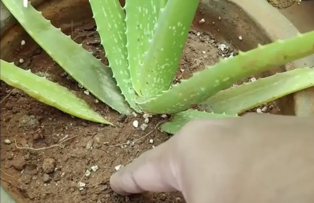 Cómo cultivar aloe vera con éxito – Mis Consejos Jardinería