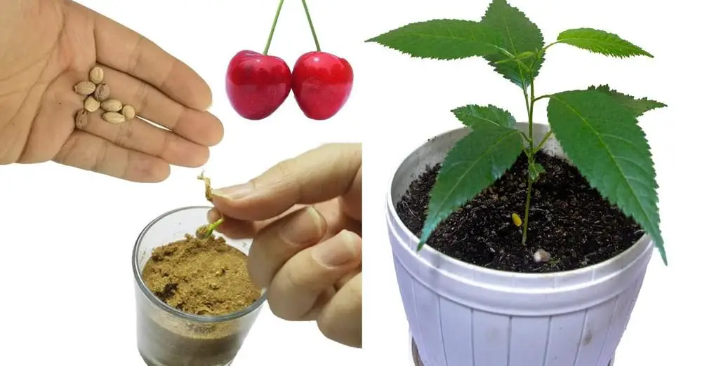 Cómo cultivar cereza en casa a partir de la fruta: todos los secretos. – Mis Consejos Jardinería
