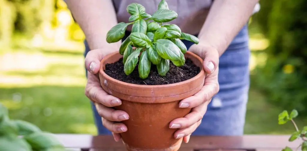 Cómo cultivar con éxito albahaca en macetas: trucos y consejos para un mantenimiento óptimo – Mis Consejos Jardinería