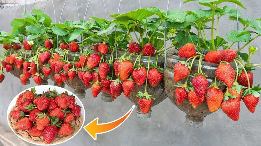 Cómo cultivar fresas en macetas en el balcón. – Mis Consejos Jardinería