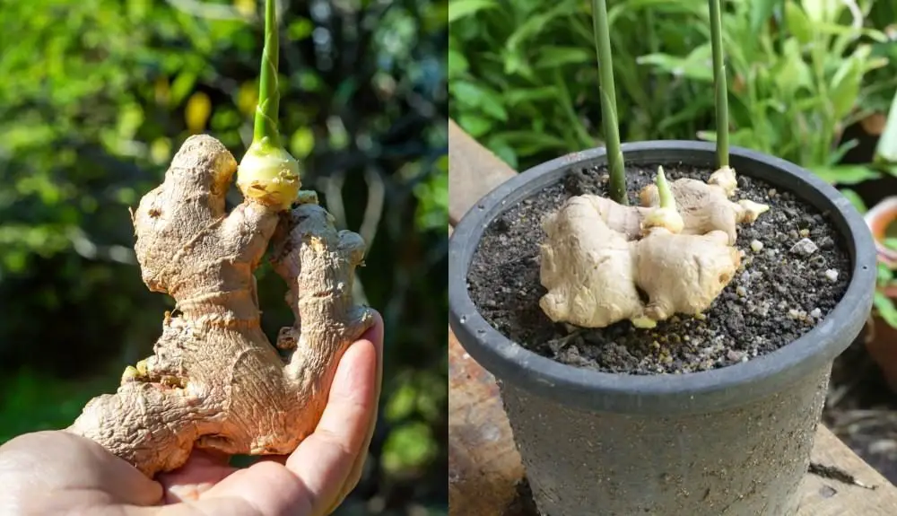 Cómo cultivar jengibre en casa: el método simple y efectivo – Mis Consejos Jardinería