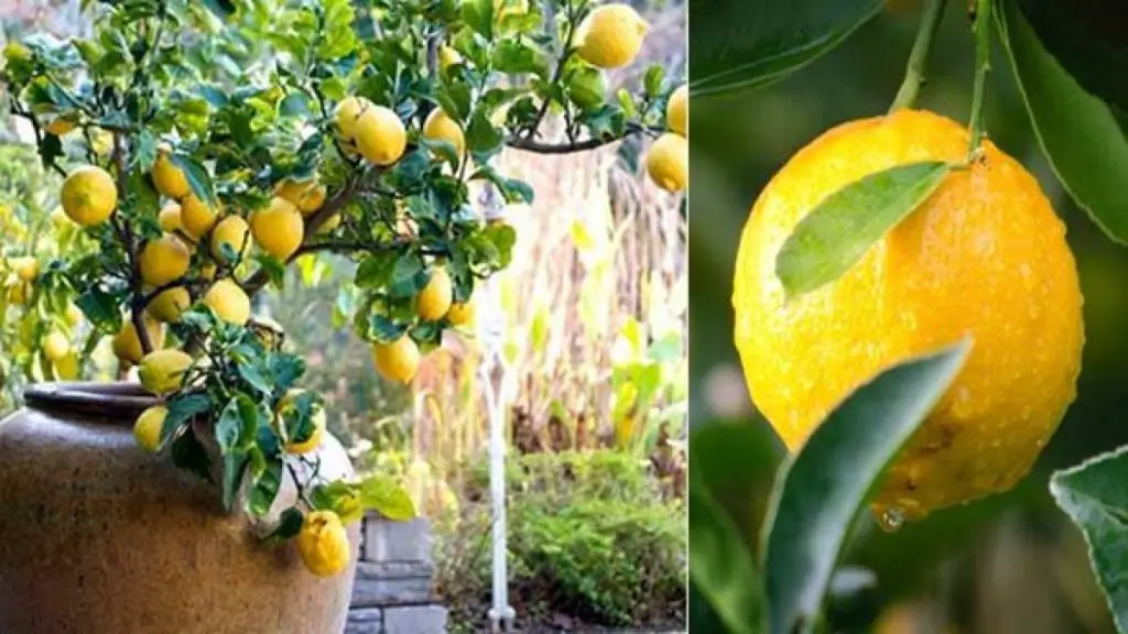 Cómo cultivar limonero en casa sin costo con la semilla de la fruta. – Mis Consejos Jardinería