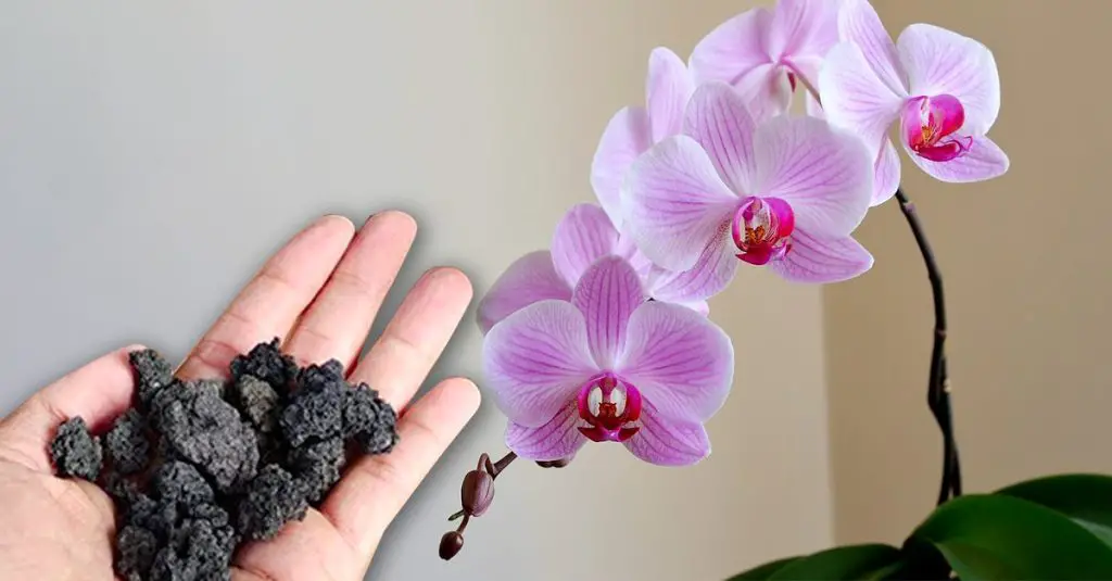 Cómo cultivar orquídeas con piedra de lava – Mis Consejos Jardinería