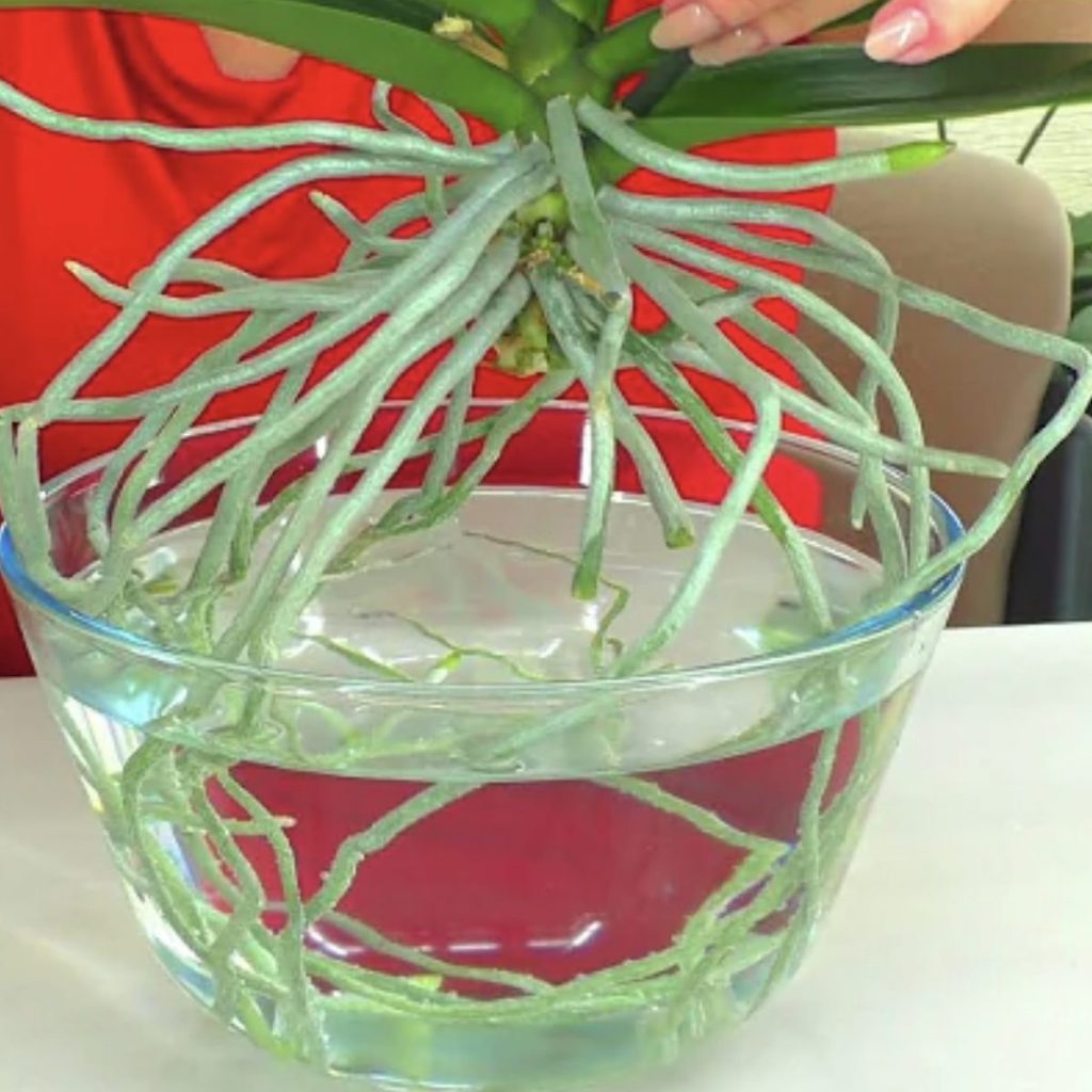 Cómo cultivar orquídeas en agua – Mis Consejos Jardinería