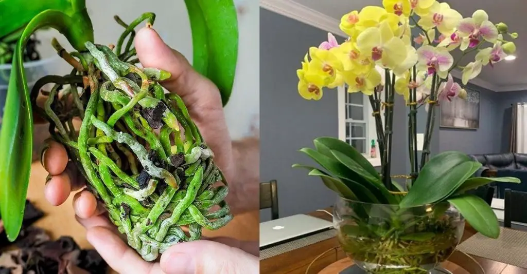 Cómo cultivar orquídeas sin tierra – Mis Consejos Jardinería