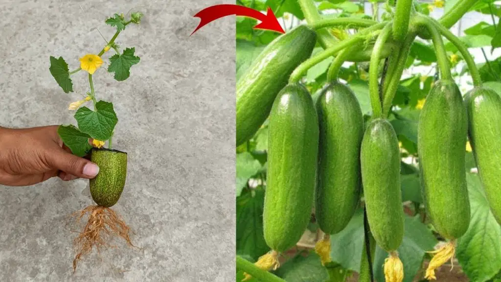 Cómo cultivar pepinos con facilidad: consejos y técnicas comprobados. – Mis Consejos Jardinería