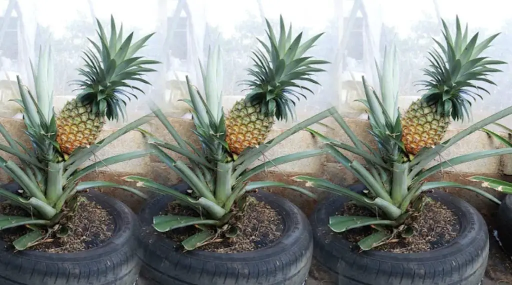 Cómo cultivar piña con un método realmente simple – Mis Consejos Jardinería