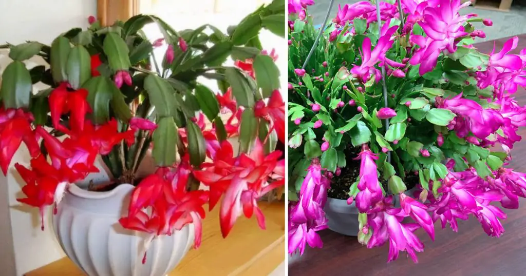 Cómo cultivar, propagar y hacer florecer un cactus de Navidad durante todo el año – Mis Consejos Jardinería